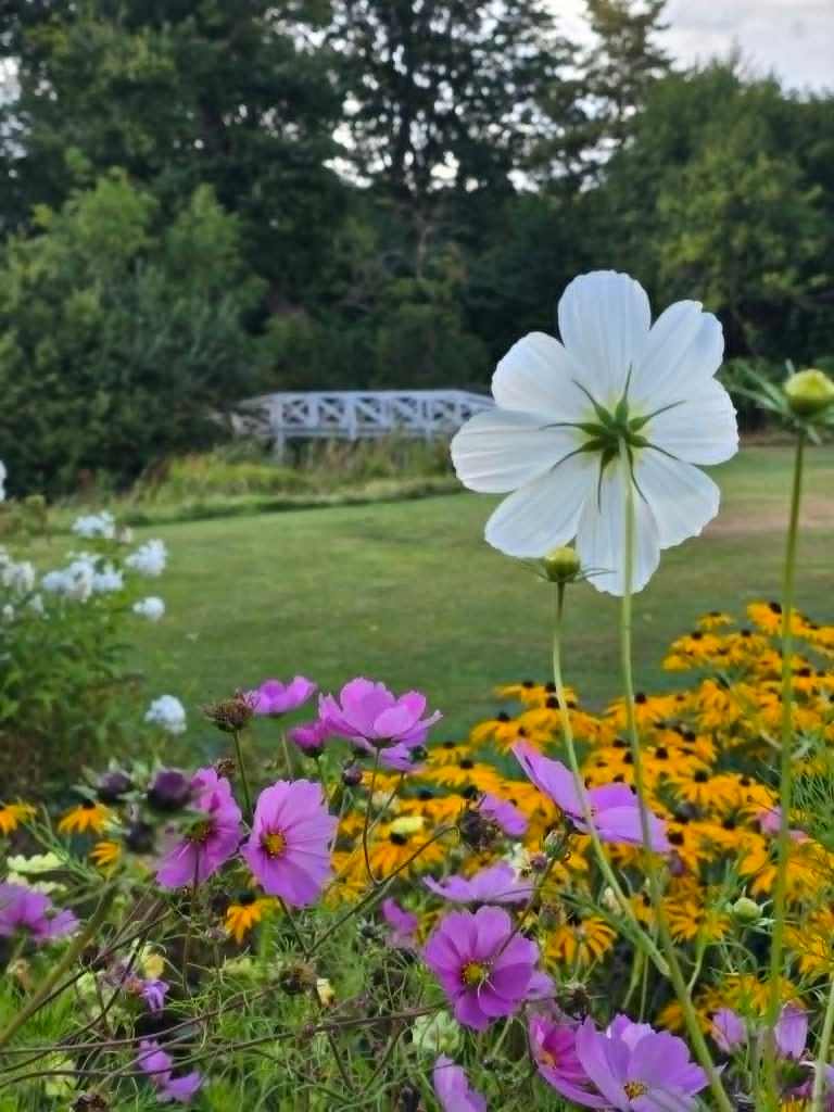 A flower in an unexpected place, proof that beauty doesn't follow a plan