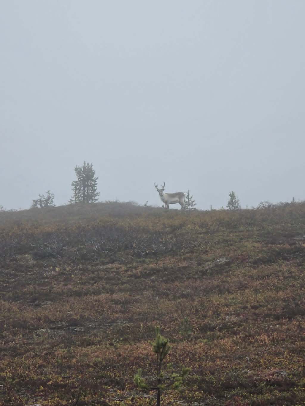 Finnish Lapland